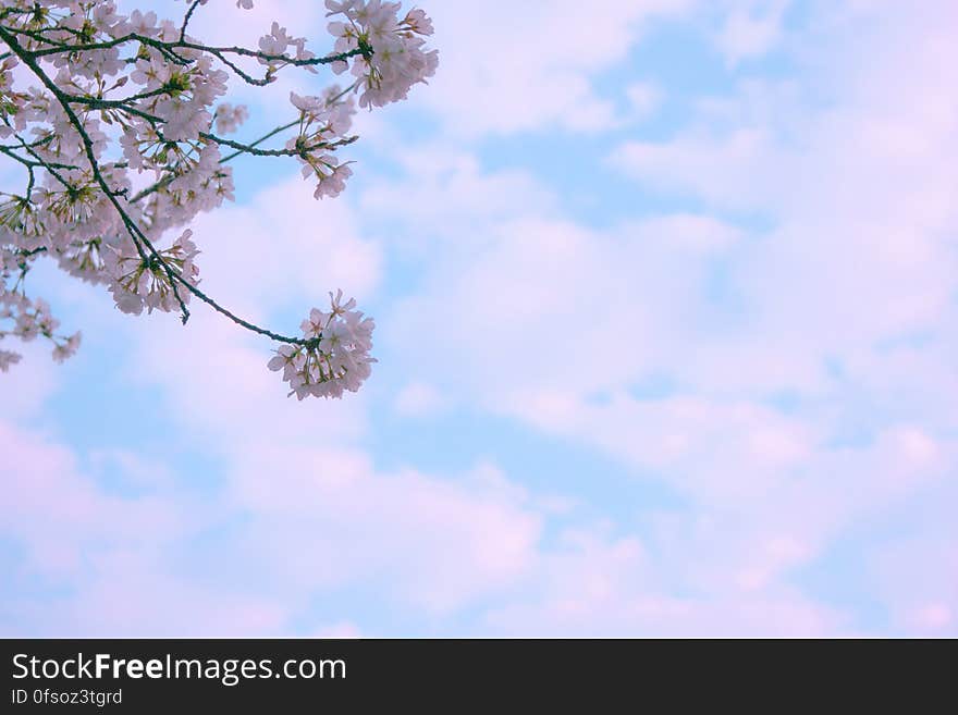 Background created by apple blossom in Spring time seen against blue sky with pink tinted clouds.