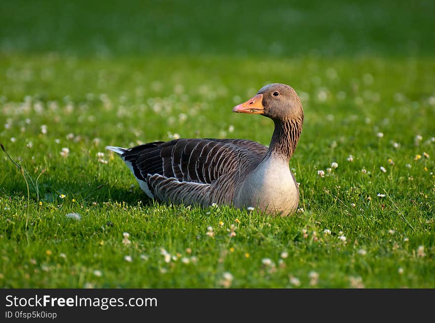 Black and White Goose on Green Grass