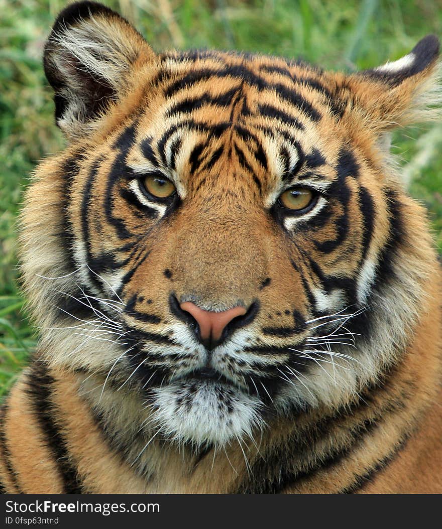 Adult Tiger