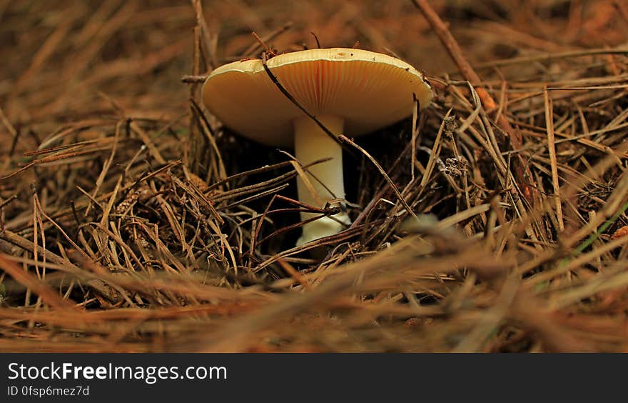 Mushroom in forest