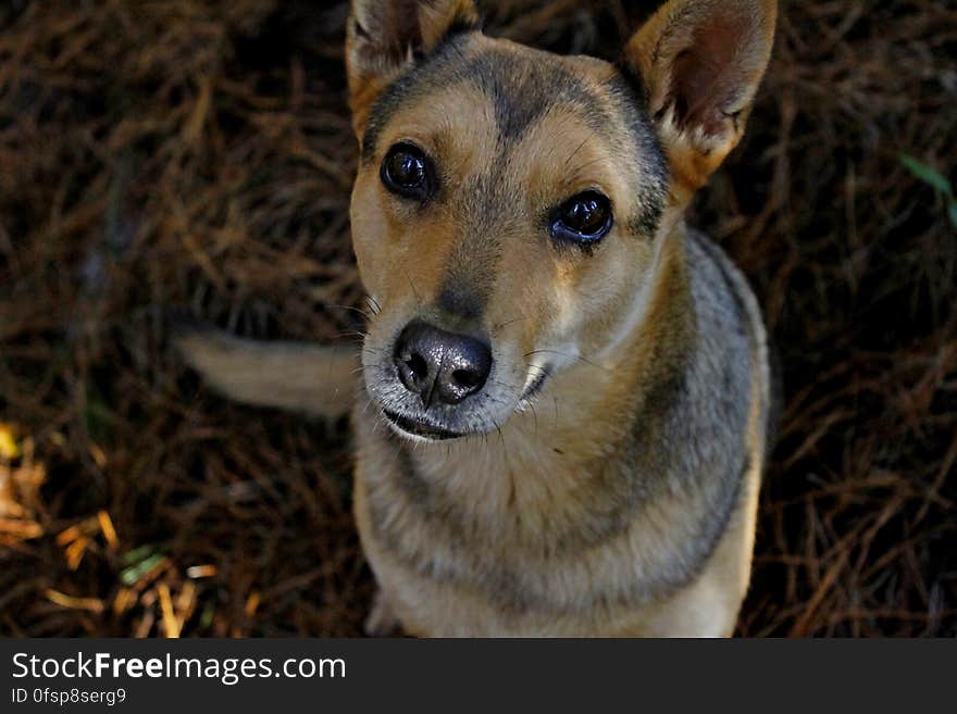 Dog close up in forest