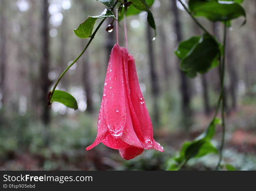 flower pink in forest