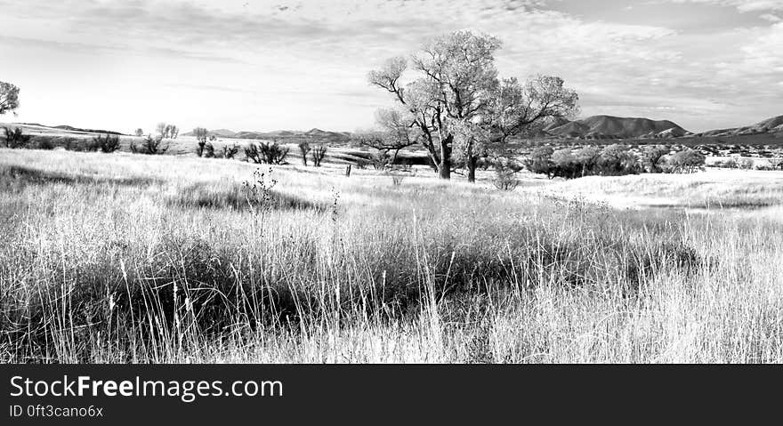 Field Beside Trees during Daytime