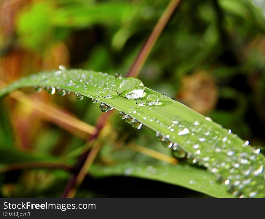 A green leaf with drops of water collected on it. A green leaf with drops of water collected on it.