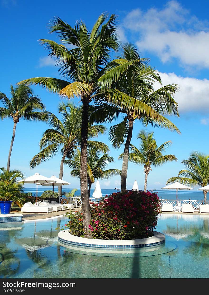 Palm trees in a tropical hotel swimming pool with sea in background.