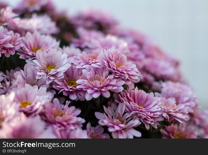 Closeup of pink chrysanthemum flowers in bloom.