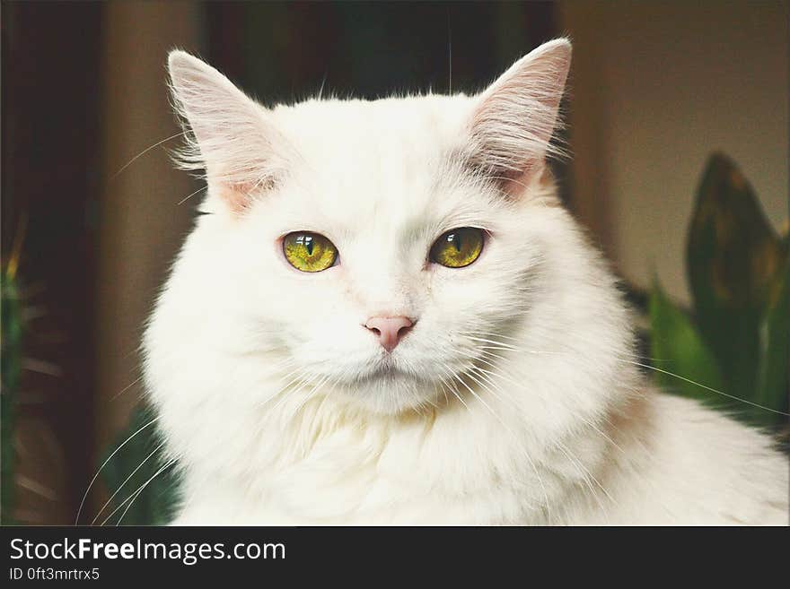 Close up portrait of white domestic long haired cat indoors. Close up portrait of white domestic long haired cat indoors.