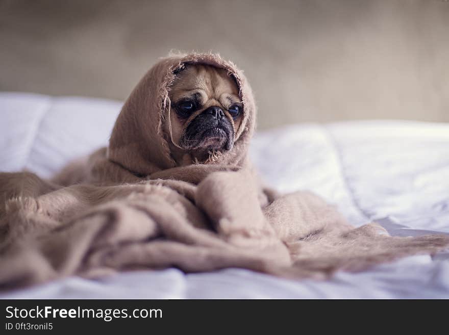 Portrait of Pug puppy wrapped in blanket on bed inside home. Portrait of Pug puppy wrapped in blanket on bed inside home.