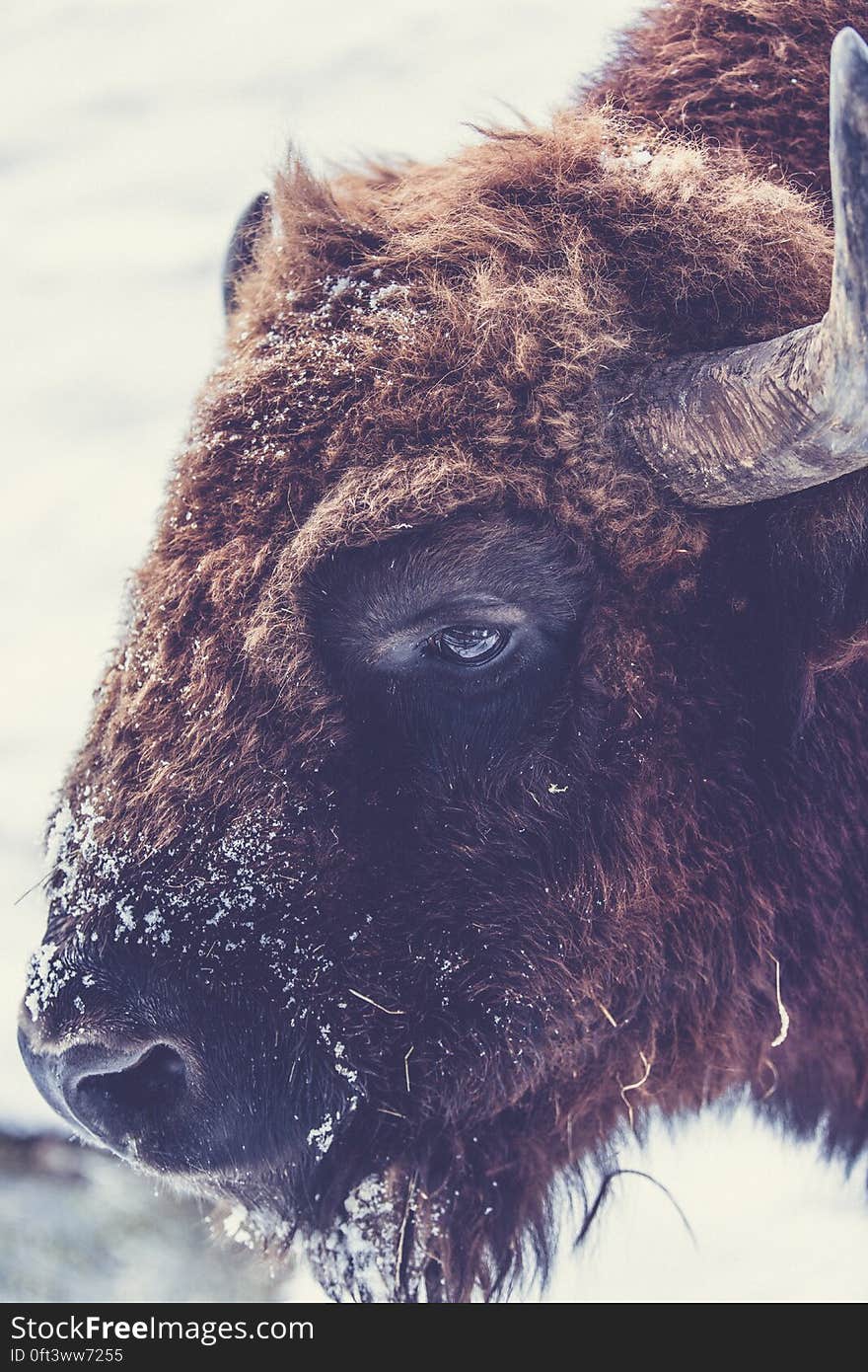 A close up of a brown bison. A close up of a brown bison.