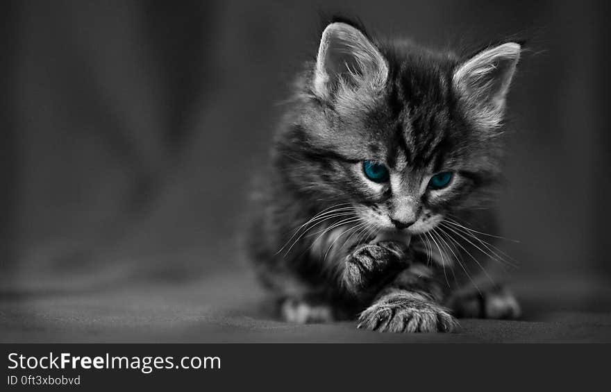 A selective color image of a kitten with blue eyes washing its paw. A selective color image of a kitten with blue eyes washing its paw.