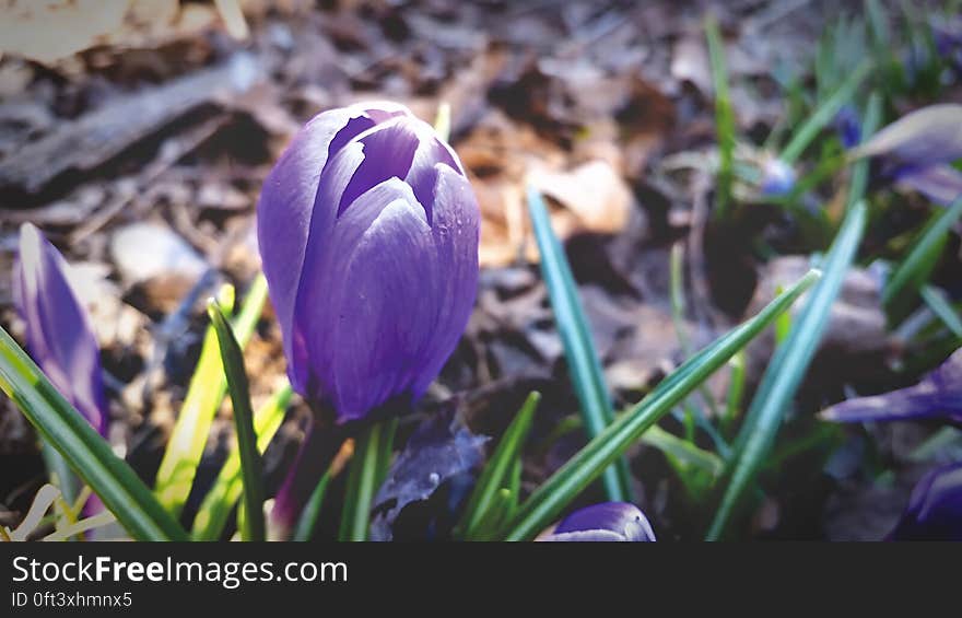 A close up of violet crocus flowers in the spring.