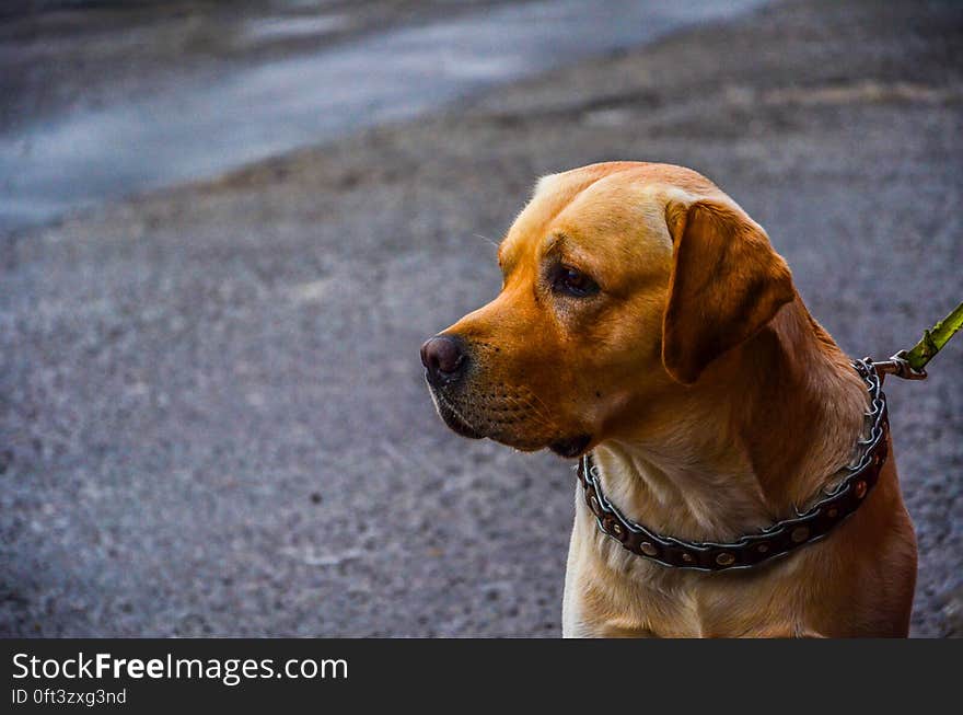 Portrait of domestic dog with leash and collar sitting outdoors on streets. Portrait of domestic dog with leash and collar sitting outdoors on streets.