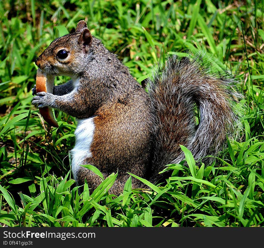 Brown and White Squirel on Green Grass