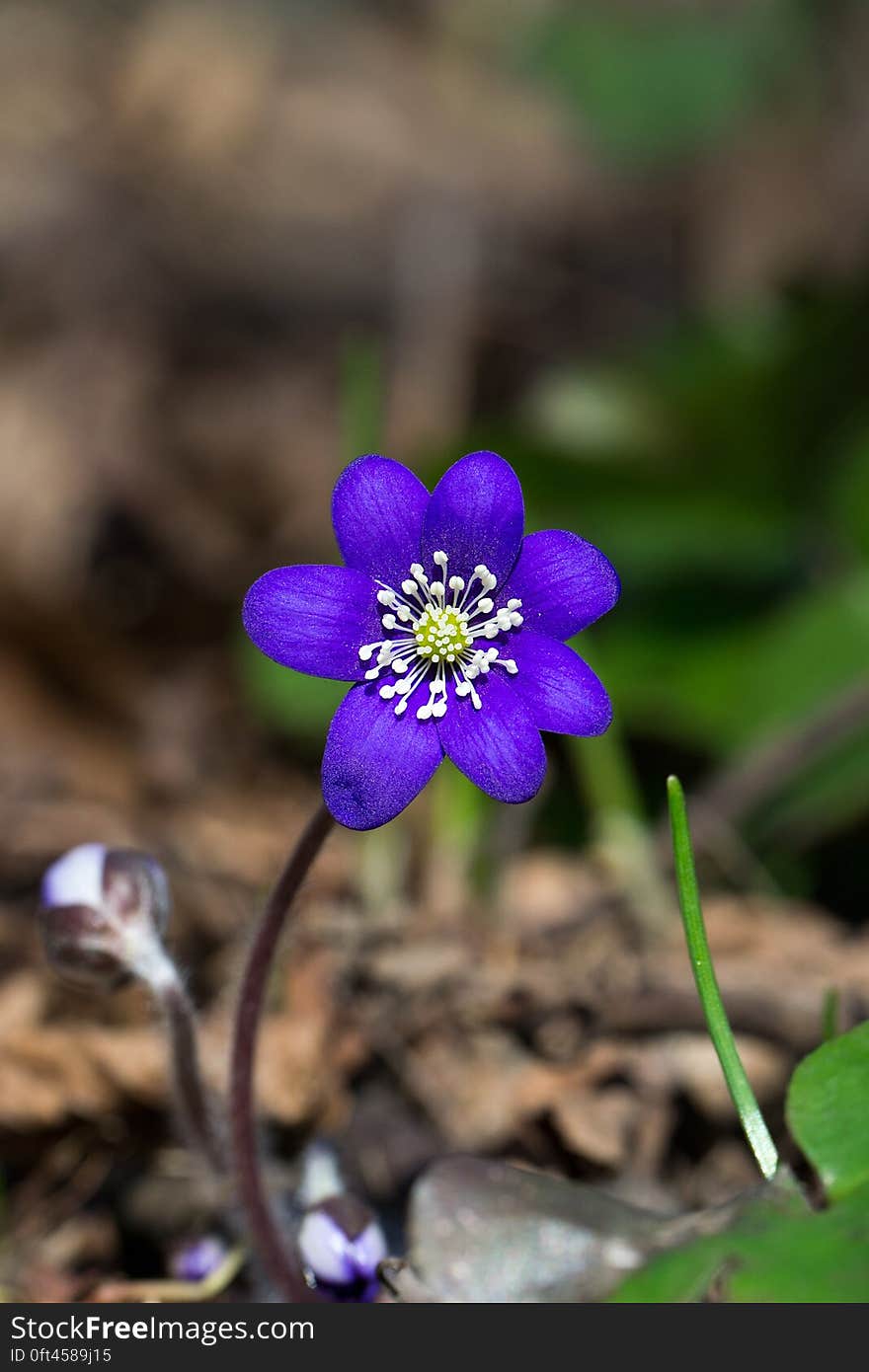 Purple Petaled Flower in Selective Focus Photography