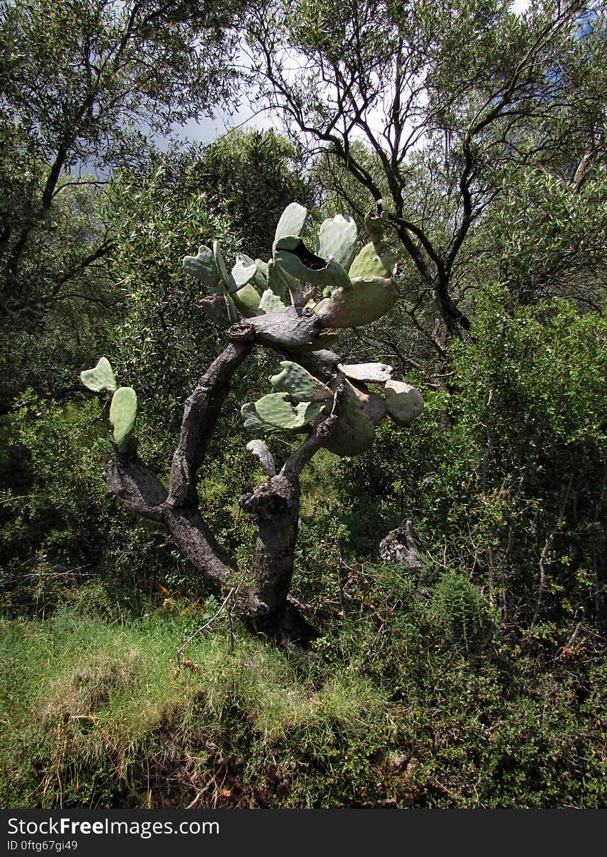 vijgcactus -- Indian fig opuntia -- Opuntia ficus-indica -- Cactus ficus-indica. vijgcactus -- Indian fig opuntia -- Opuntia ficus-indica -- Cactus ficus-indica