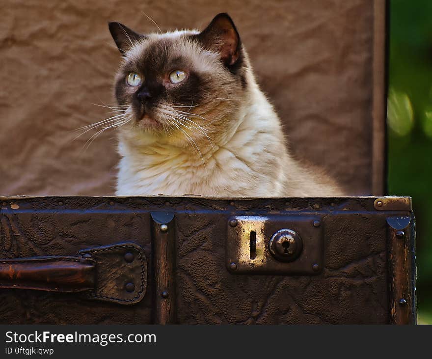 Portrait of Siamese cat sitting inside leather suitcase.