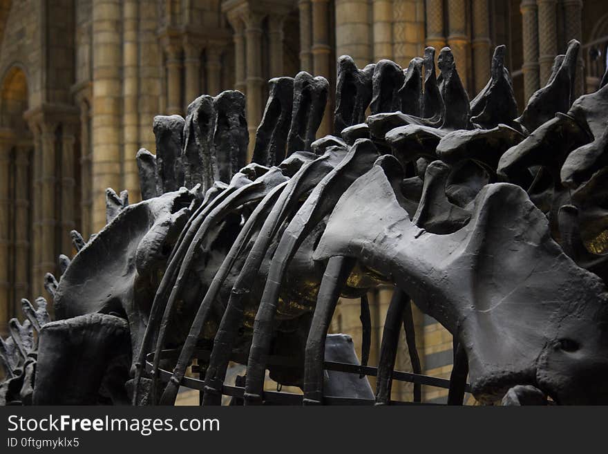 A close up of a skeleton in the Hintze Hall of the Natural History Museum in London, England. A close up of a skeleton in the Hintze Hall of the Natural History Museum in London, England.