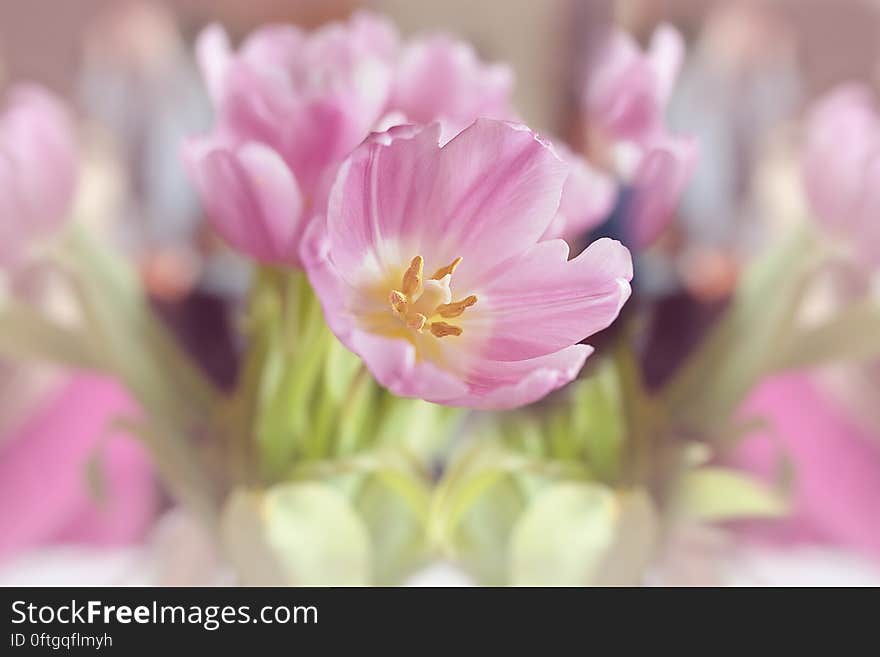 A close up of a pink tulip flower in the sun. A close up of a pink tulip flower in the sun.