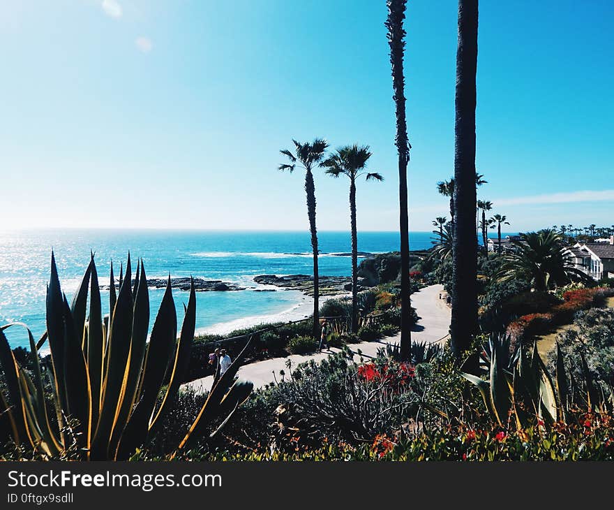 A tropical beach with palms and succulent plants.