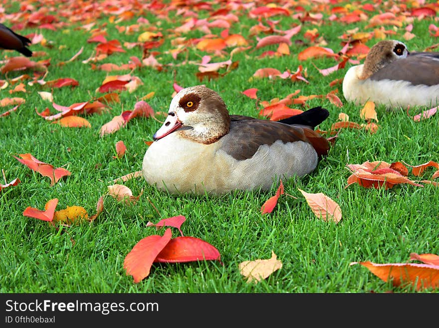 Black and White Duck on Green Grass Field during Daytime