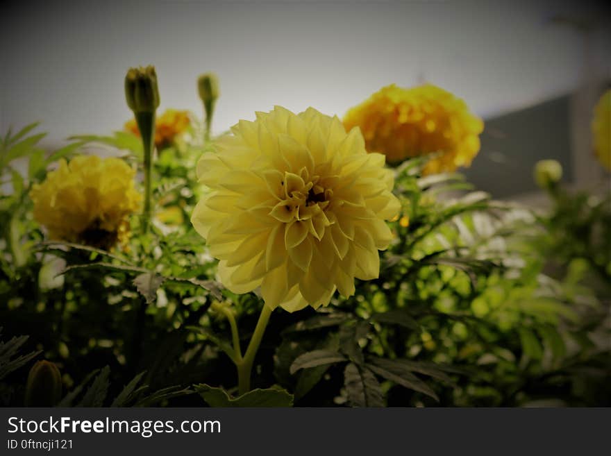 Yellow flowers in a garden bed