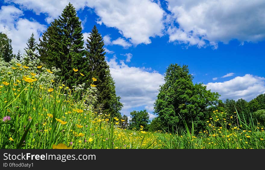 Russia. Pavlovsk Park in early June 2016 . A natural landscape.