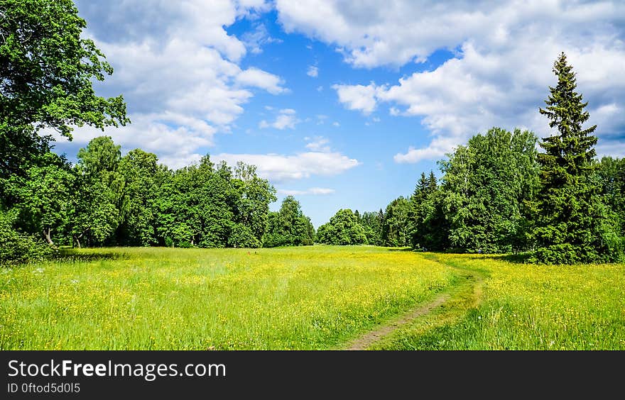 Russia. Pavlovsk Park In Early June 2016 . A Natural Landscape.