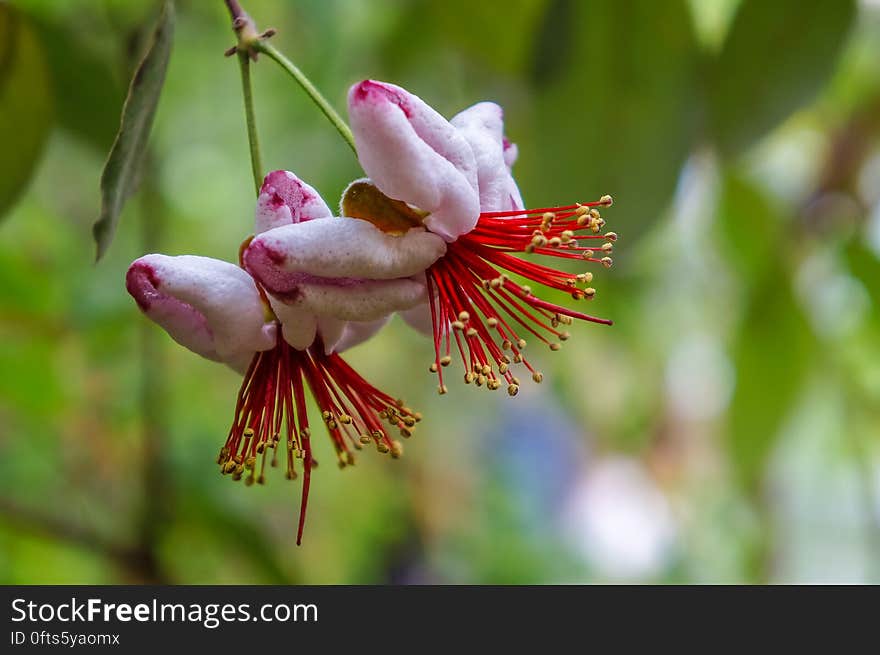 A couple of flowers feijoa.