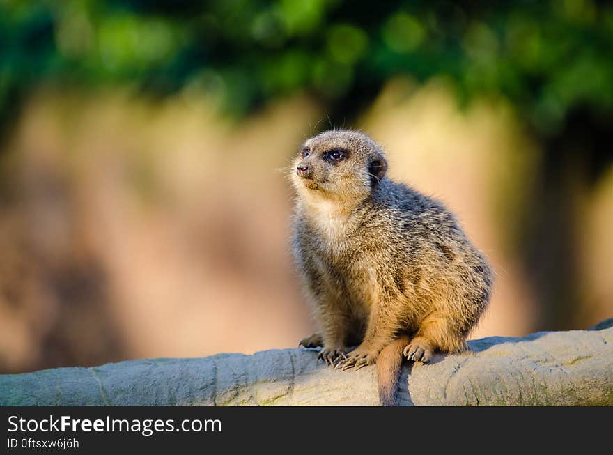 Close Up of Meerkat