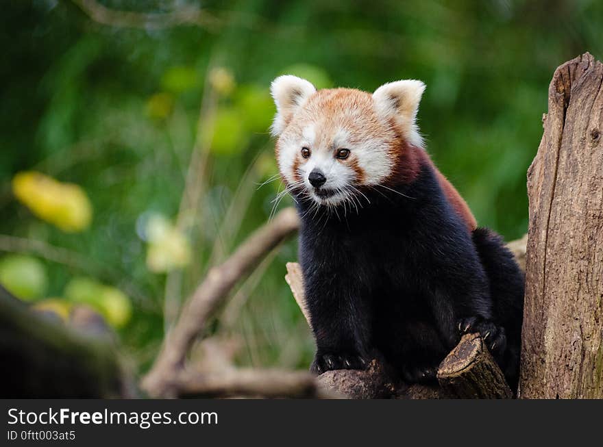 Red Panda in Close Up