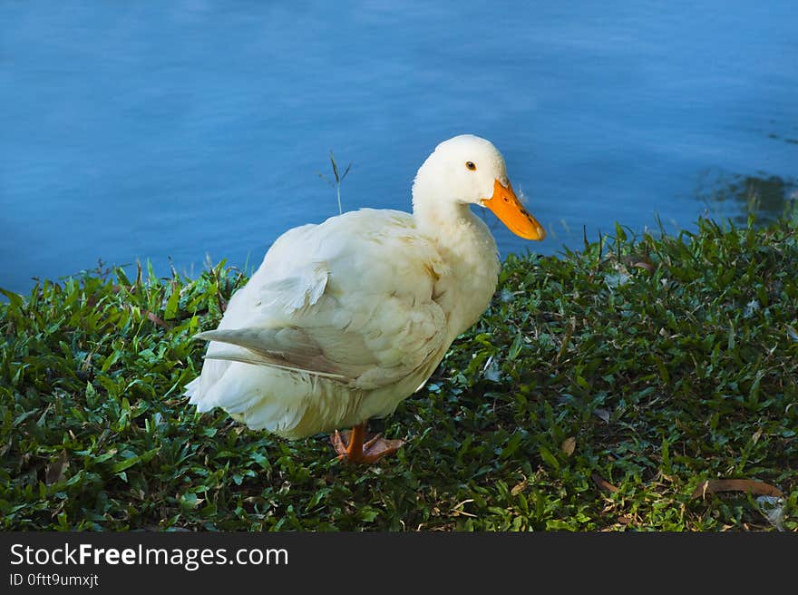 A white duck next to a blue pond.