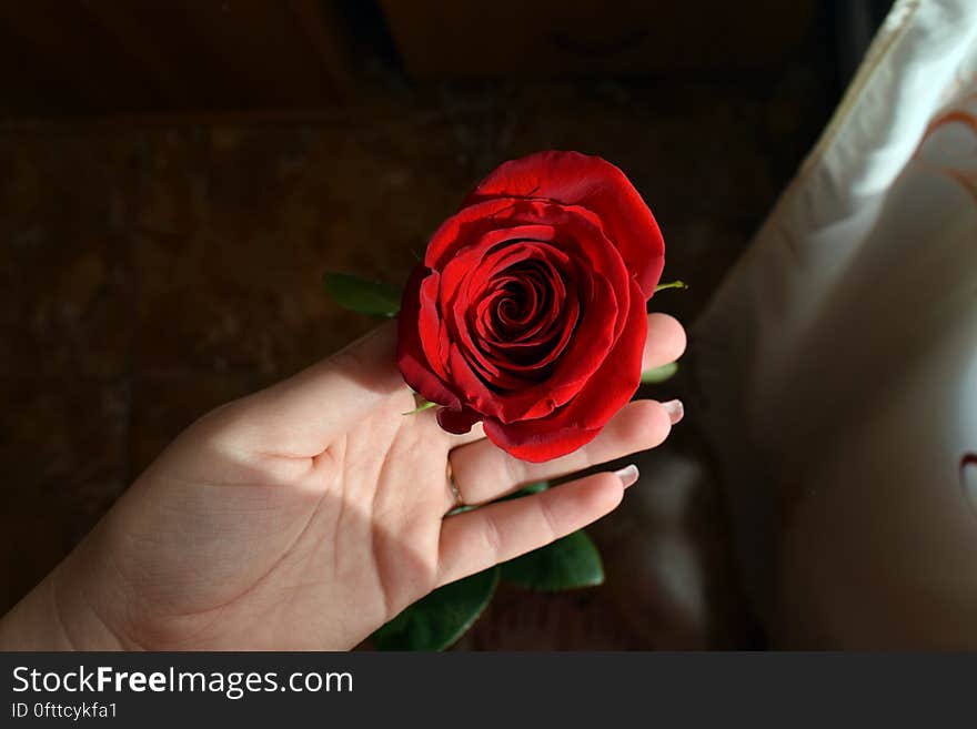 A close up of a woman`s hand holding a lush red rose. A close up of a woman`s hand holding a lush red rose.