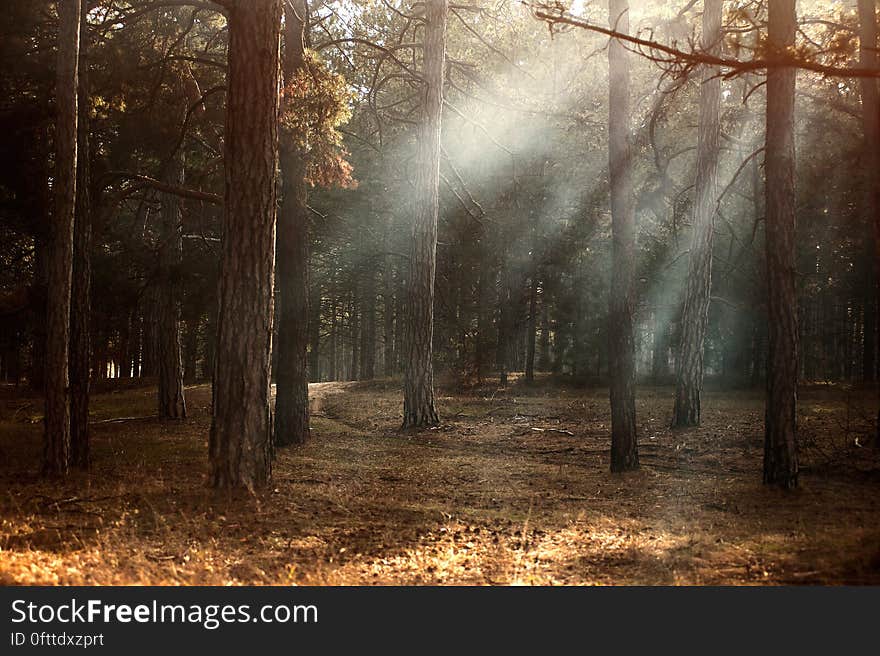 Sunbeams breaking through forest trees in the morning.