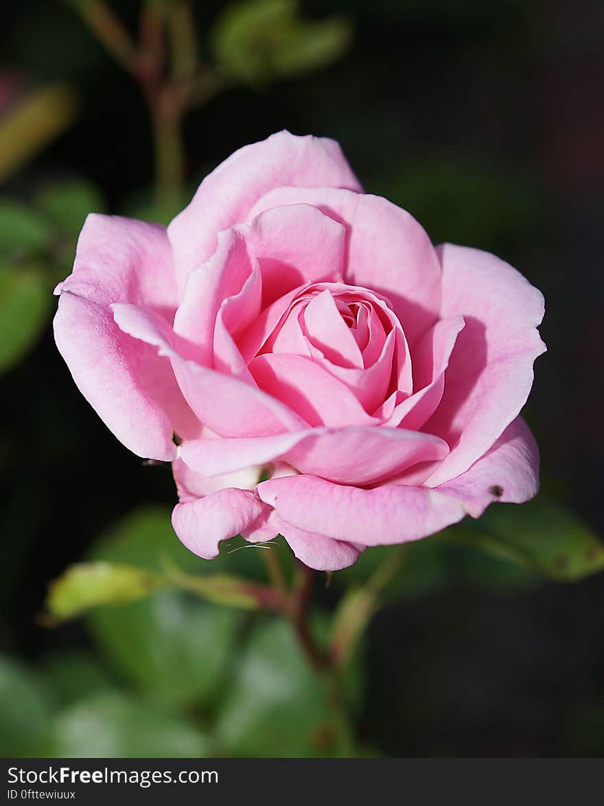 A close up of a lush pink rose.