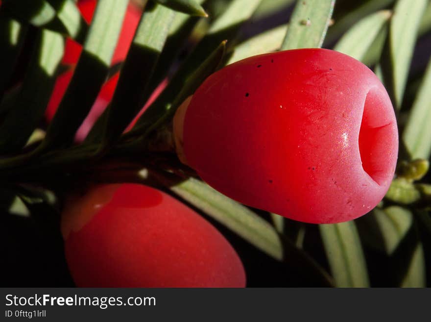 English Yew Plant