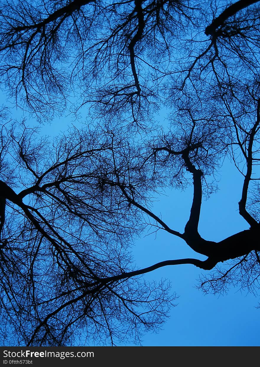 Silhouette of bare tree branches against blue skies. Silhouette of bare tree branches against blue skies.