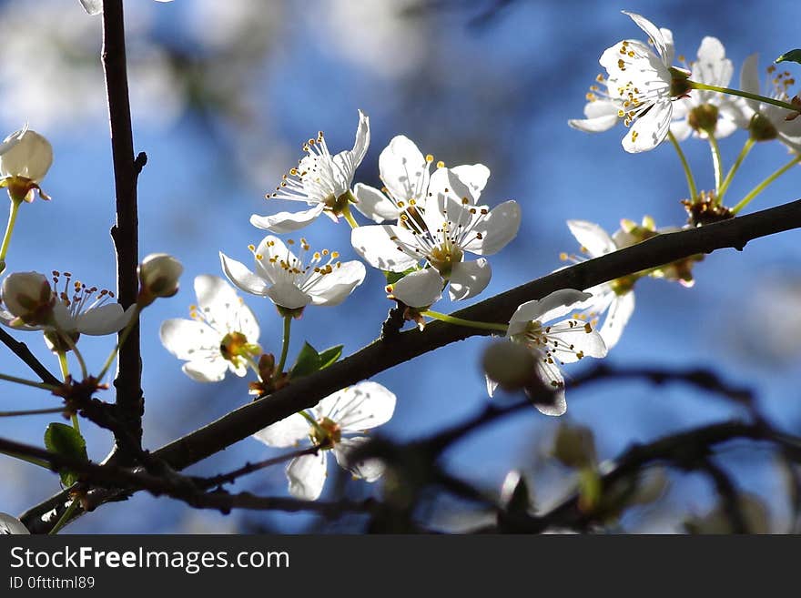 White Petaled Flower