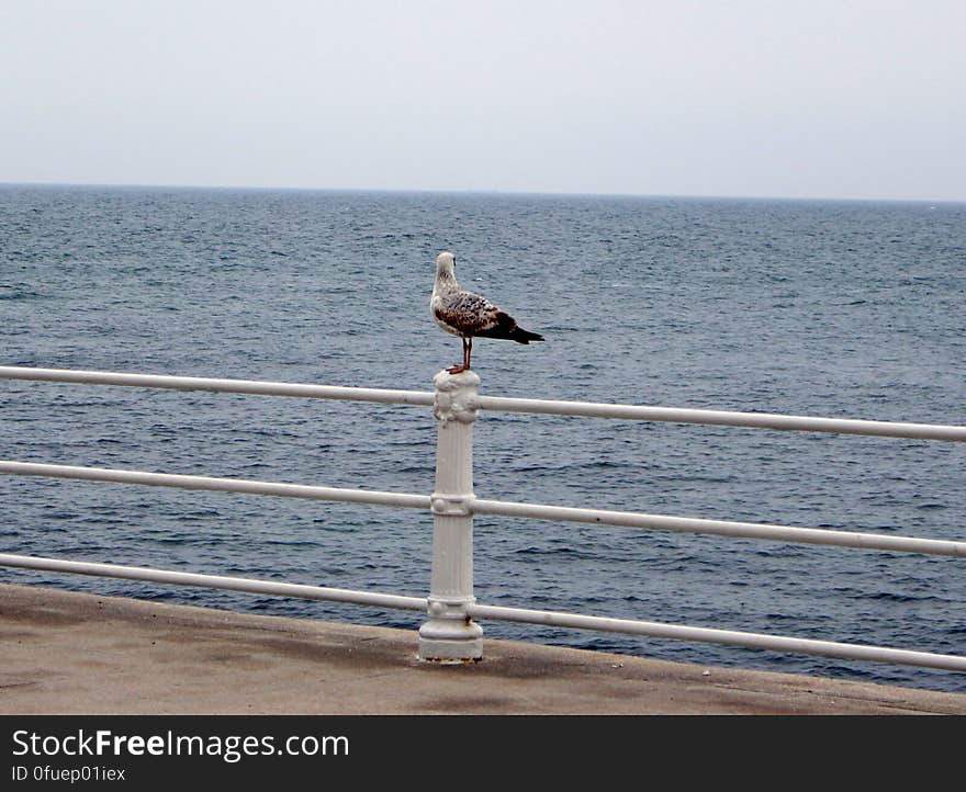 Seagull resting on a pole and admiring the Black Sea. Constanta