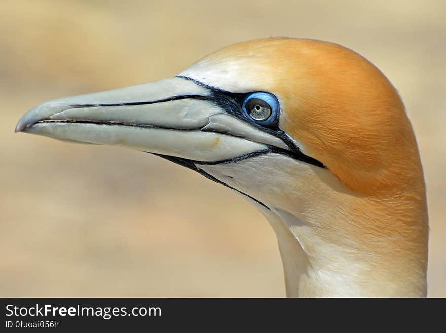 Orange White Bird