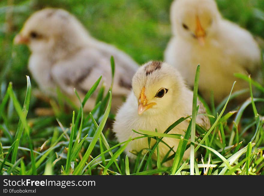 3 Chicks on Green Grass