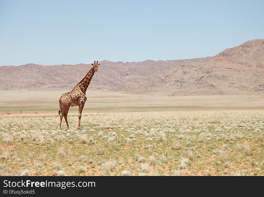 Adult giraffe standing in savanna grassland in Africa on sunny day.