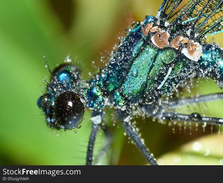 Macro close up of dew drops on green dragonfly. Macro close up of dew drops on green dragonfly.