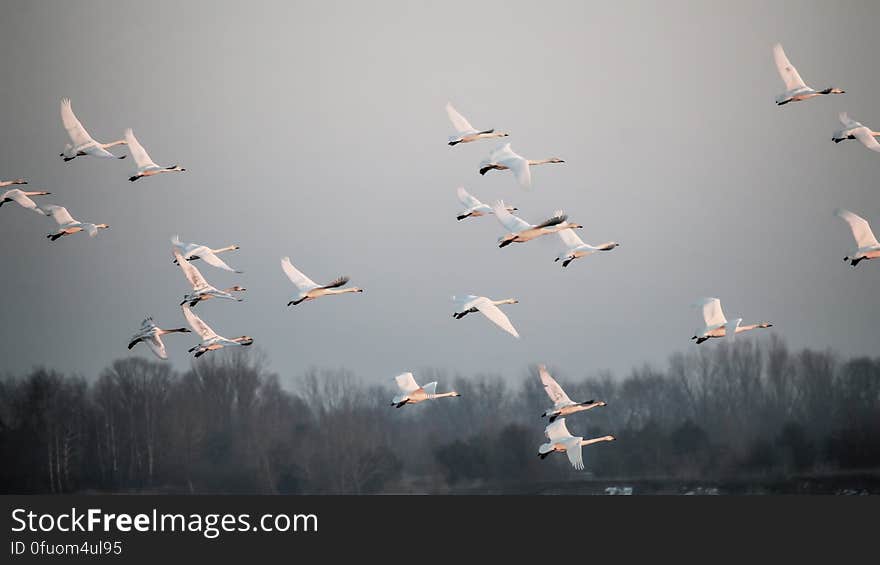 Whooper swans taking off during migration.