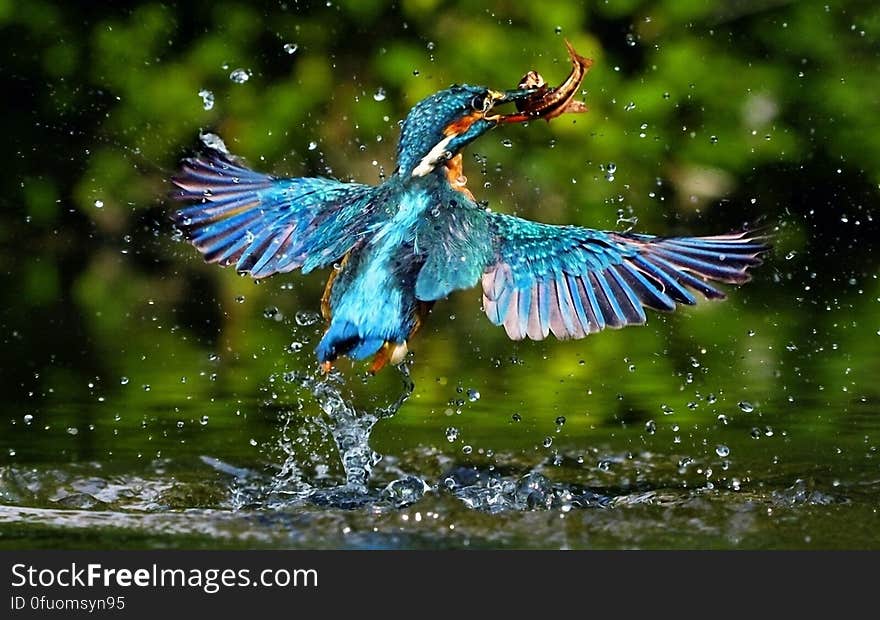 Kingfisher in action of flying with fresh caught fish. Kingfisher in action of flying with fresh caught fish.