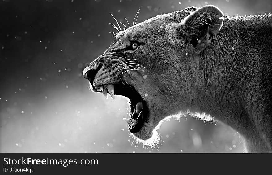 A black and white close up of a roaring lioness.