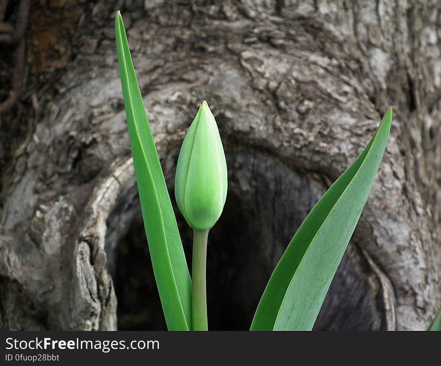 Green Bud Leafed Plant