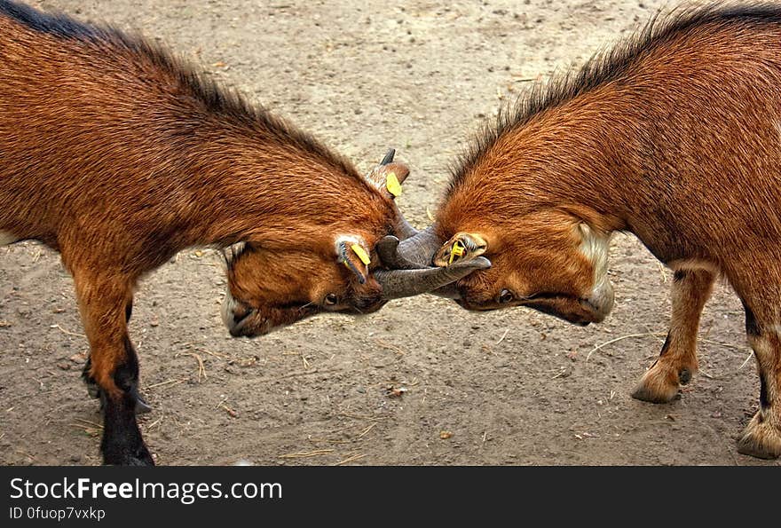 2 Horned Animal Crashing Each Other