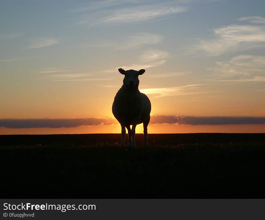 Silhouette of Cow during Sunset