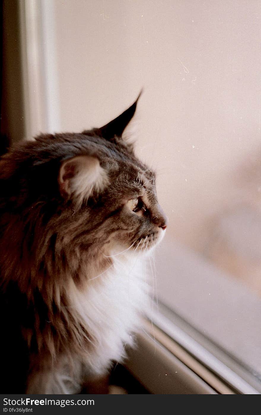 Brown and Gray Haired Cat Looking Out the Glass Window