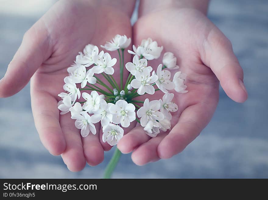 Shallow Focus Photography of White Flower